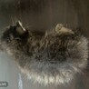洋猫ミックス手乗り猫みけちゃんときじちゃんペアで サムネイル4