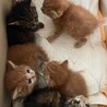 洋猫ミックス手乗り猫みけちゃんときじちゃんペアで サムネイル6