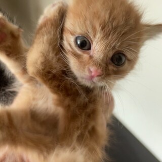 洋猫ミックス手乗り猫茶トラ君ときじちゃんペアで