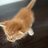 洋猫ミックス手乗り猫茶トラちゃんと白玉君ペアで サムネイル3