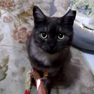 ふわモコボディ♪エイズ陽性、ご理解ある方