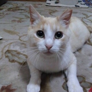 超癒やし系。エイズ陽性、ご理解ある方