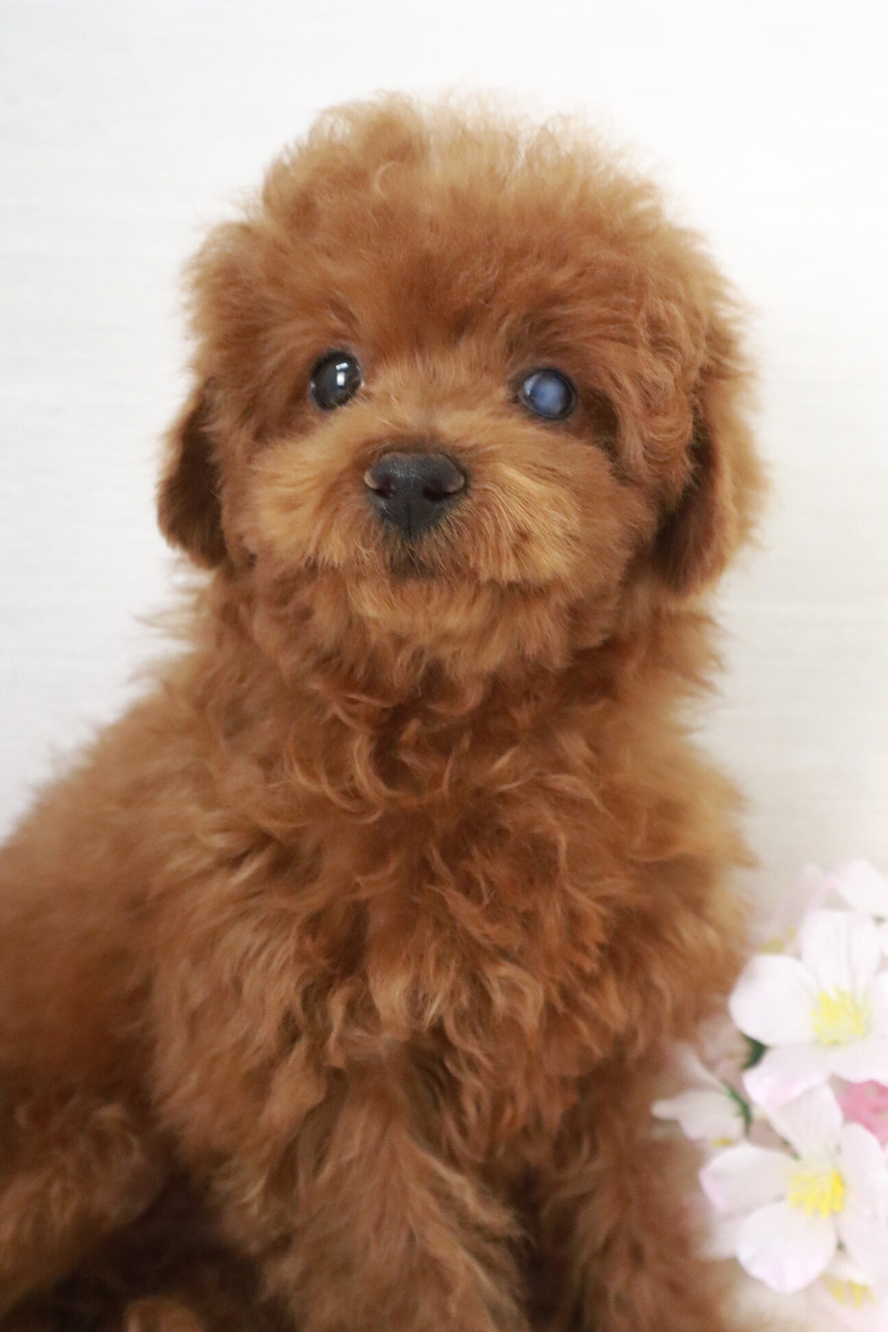 トイプードル(約4ヶ月)男の子」栃木県 - 犬の里親募集(487786