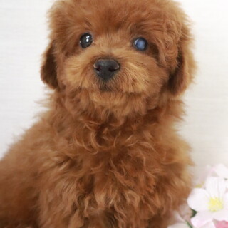 トイプードル(約４ヶ月)男の子