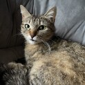 うるうるおめめ　まんまるボディのうまるちゃん