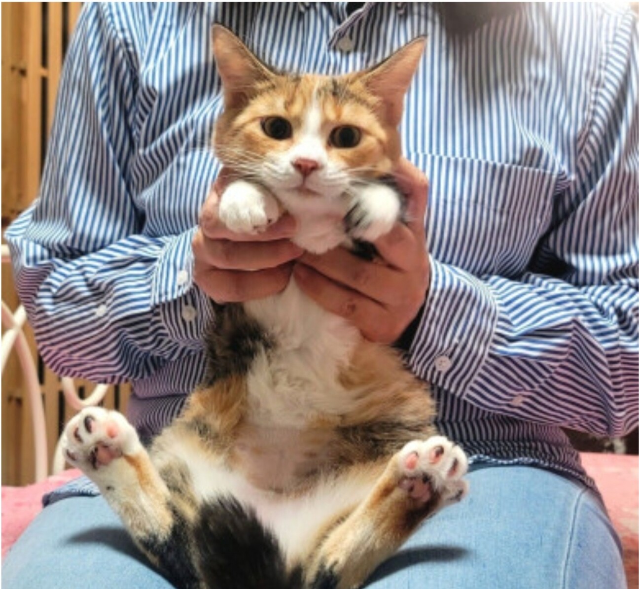 三毛猫様♡ありがとうございます♡ 三毛猫🐾月菜子さん (@runak0mam679) / X