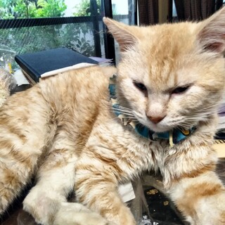 5-6歳。ご年配向け。飼いやすい人馴れした茶トラ君