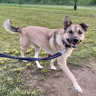 穏やかで多頭飼いもOK⭐︎たんぽぽちゃん