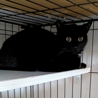 臆病だけど穏やかな美人さんの黒猫ママ『夕陽』