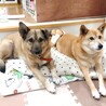 穏やかで多頭飼いもOK⭐︎たんぽぽちゃん