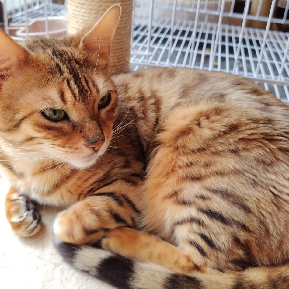 ベルのカバー写真