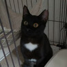 臆病だけどおちゃめな美人さんの黒猫『月』 サムネイル3