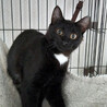 臆病だけどおちゃめな美人さんの黒猫『月』 サムネイル4