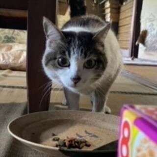 大人猫さんかわいい子です。