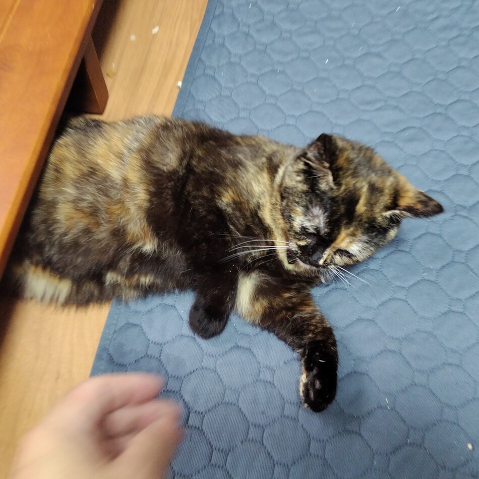 ピピのカバー写真