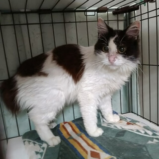 臆病だけど穏やかな半長毛♡将来は美人さんのシンシア