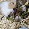 残り4匹 ハムスター里親募集【宮城県】 サムネイル2
