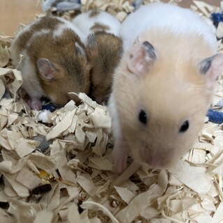 残り4匹 ハムスター里親募集【宮城県】