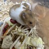 残り4匹 ハムスター里親募集【宮城県】 サムネイル3