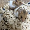 残り4匹 ハムスター里親募集【宮城県】 サムネイル4