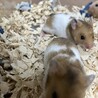 残り4匹 ハムスター里親募集【宮城県】 サムネイル5