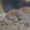 残り4匹 ハムスター里親募集【宮城県】 サムネイル6