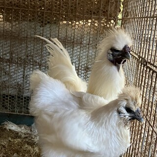 烏骨鶏　ペアとオスの計3羽