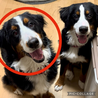 バーニーズ1才3ヶ月・女の子