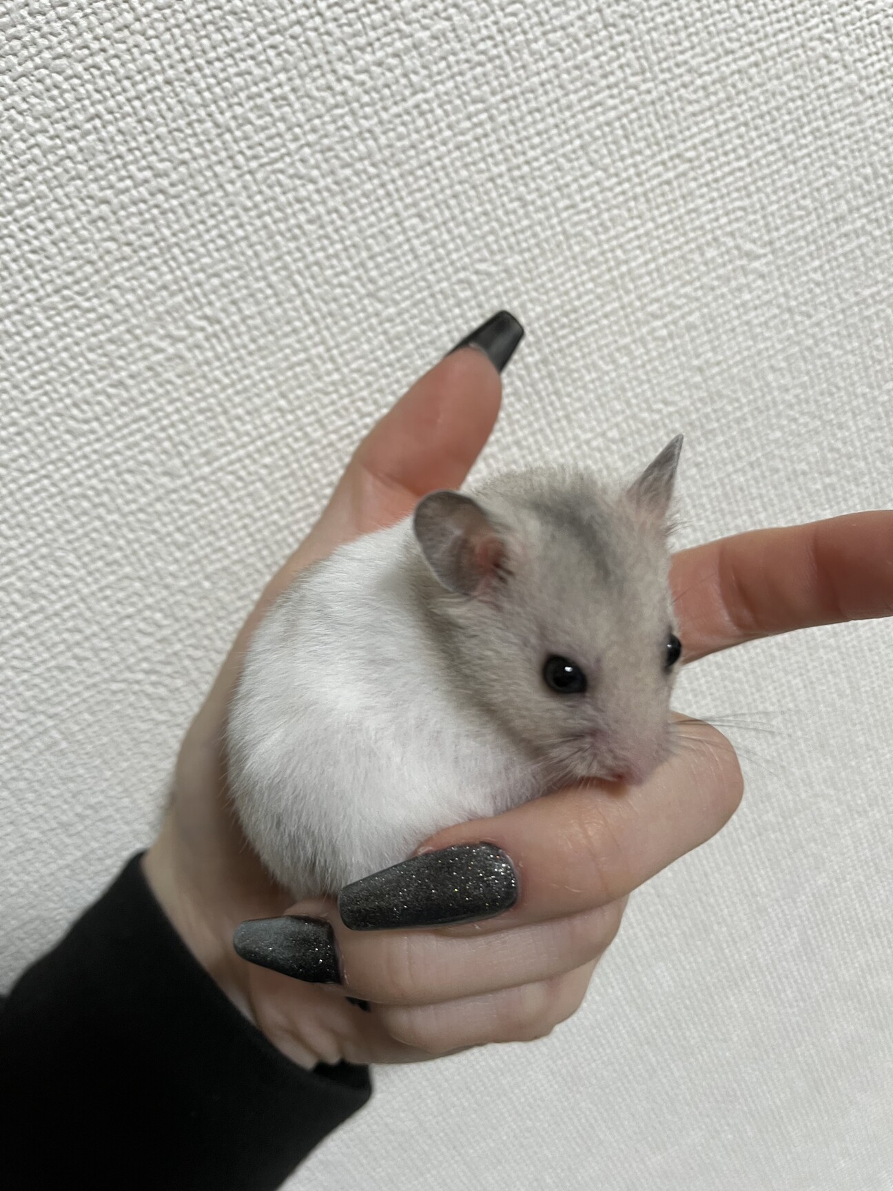 ハムネコさまご確認用】