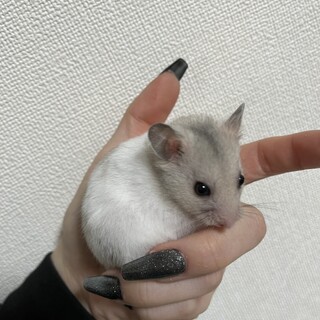 子ハム(ゴールデンハムスター)