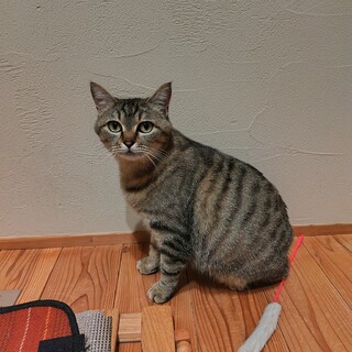 マイペースなキジトラの女の子