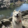 しーあいママ