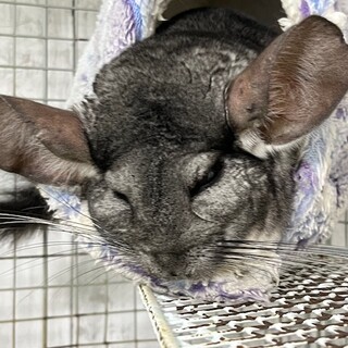 ※里親決定しました。ありがとうございました