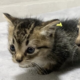 生後1ヶ月☆ミルク飲んでます