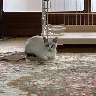 親子5人家族の子どもたちです