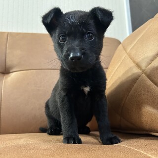 推定2024年3月生 MIX犬♂アトムくん♡