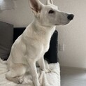 ホワイトスイスシェパード8ヶ月の男の子