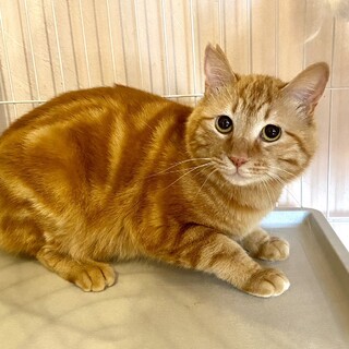 ふかふか　柔らかい被毛のミルキー君