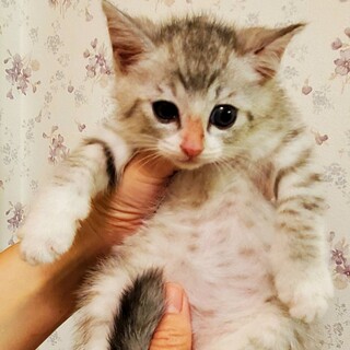 ゆりちゃん5/16譲渡成立、有り難うございました。