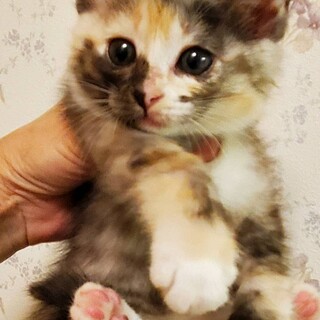 6/19有り難うございます、譲渡決定です。