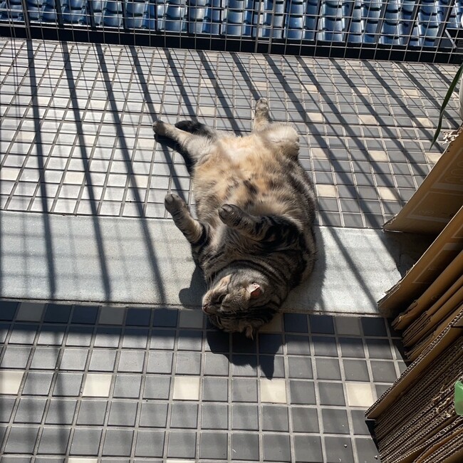 Kaorimamaのカバー写真