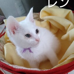 保護猫の譲渡会in小牧 サムネイル2