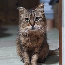 保護猫の譲渡会in小牧 サムネイル3