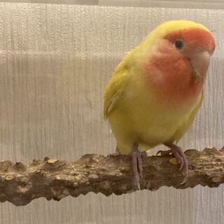 コザクラインコ女の子