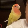コザクラインコ女の子 サムネイル2