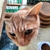 1匹飼いに。イケメン甘えん坊茶トラ5歳チータ君。 サムネイル2