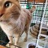 1匹飼いに。イケメン甘えん坊茶トラ5歳チータ君。 サムネイル3