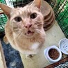 1匹飼いに。イケメン甘えん坊茶トラ5歳チータ君。 サムネイル5