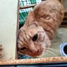 1匹飼いに。イケメン甘えん坊茶トラ5歳チータ君。 サムネイル7