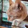 1匹飼いに。イケメン甘えん坊茶トラ5歳チータ君。 サムネイル6